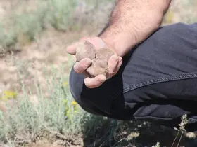 "Dolaman kurdu" günde 60 bin liralık mantar buluyor