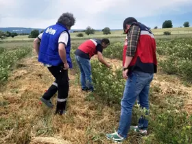 Domaniç’te aronya üretimine yönelik teknik çalışmalar sürüyor
