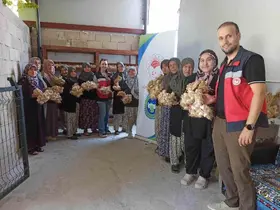 Domaniç’te sarımsak üreticilerine organik tarım desteği
