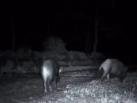 Domuz sürüsü fotokapana yakalandı
