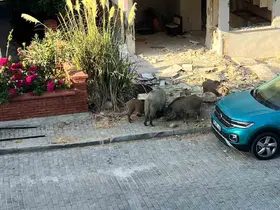 Domuz sürüsü mahalleye indi, vatandaşlar tedirgin oldu
