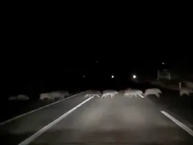 Domuzlara çarpmamak için karşı şeride geçti
