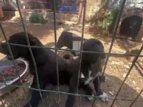Dövüş köpeği üretip yavruların kulaklarını kesen işletmeye 323 bin TL ceza
