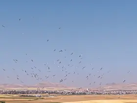 Düden Gölü'nde leyleklerin dansı havadan görüntülendi