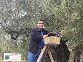 Dünya zeytin ağacı günü Manisa’da buruk geçti
