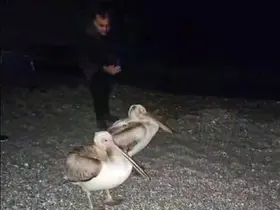 Dünyaca ünlü sahilde pelikan şaşkınlığı
