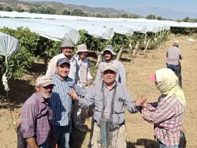 Dünyaca ünlü Sultaniye üzümüne beyaz kalkan
