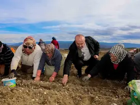 Dünyaca ünlü Taşköprü sarımsağının ekim sezonu erken başladı
