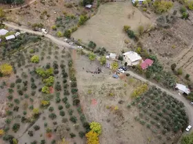 Dünyanın en pahalı baharatı safran Adana’da hasat edildi
