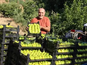 Dünyanın ilk incirinde son hasat bereketi
