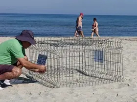 Duyarlı gençlerin ihbarı sayesinde, caretta yuvası koruma altına alındı
