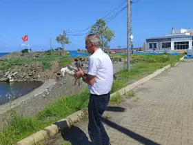 Duyarlı vatandaş martının hayatını kurtardı
