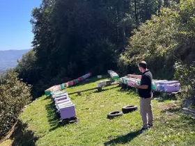 Düzce’de arılı kovan tespit çalışmaları sürüyor

