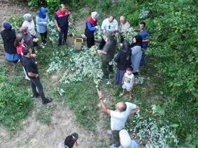 Düzce’de ıhlamur hasadı başladı
