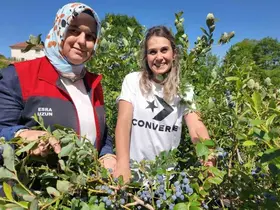 Düzce’de yaban mersini üretimi yaygınlaşıyor
