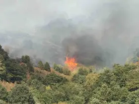 Düzce’de yangının çıkış nedeni araştırılıyor
