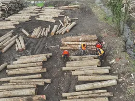 Düzce’den 3 bin 400 ton orman ürünü ihraç edildi
