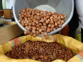 Düzce’den AB ülkelerine 4 bin 452 ton fındık ihraç edildi
