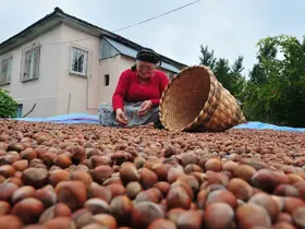 Düzce’den AB ülkelerine 7 bin 192 ton fındık ihraç edildi
