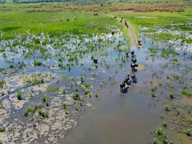 Eber Gölü’nde oluşan manzara Serengeti Parkı’nı aratmadı
