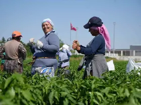 Edirne’de 35 derecede acı biber hasadı başladı
