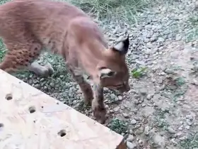 Edirne’de aracın bagajında iki vaşak ve serval ele geçirildi
