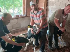 Edirne’de besicinin üçüz buzağı sevinci
