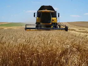 Edirne’de buğday hasadı çiftçinin yüzünü güldürüyor
