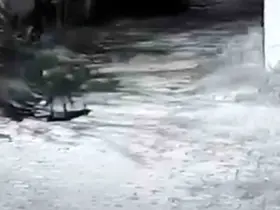 Edirne’de çiftliğe kurt girdi: 1 koyun telef oldu
