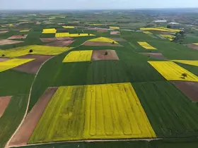 Edirne’de kanola tarlaları sarıya büründü
