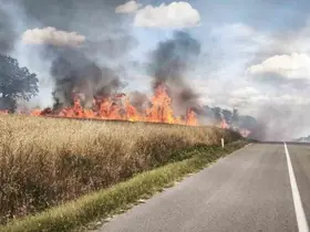 Edirne’de üzüm bağında başlayan yangın 200 dekarlık alanı küle çevirdi
