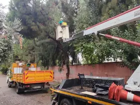 Efeler’de ağaç budama çalışmaları sürüyor
