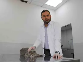 Ekmek kavgası bitti, kedi ve köpekler dost oldu

