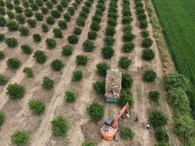 Ekonomik değerini kaybeden narenciye ağaçları mangal kömürüne dönüşüyor

