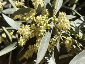 El Nino’ya karşı uzmanından zeytin üreticilerine kritik uyarılar

