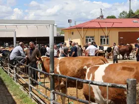 Elazığ Hayvan Pazarı’nda arife günü yoğunluğu

