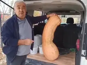 Elazığ’da 47 kilogramlık 113 santimetre kabak görenleri şaşırttı
