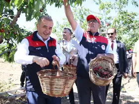Elazığ’da 7 bin dekar alanda kiraz hasadı devam ediyor
