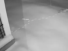 Elazığ’da aç kalan yaban hayvanları köye indi
