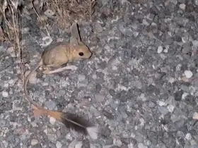 Elazığ’da Arap Tavşanı görüldü
