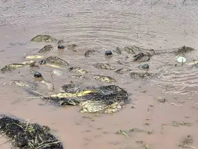 Elazığ’da av yasağı denetimi: 3 bin 90 metre ağ ele geçirildi
