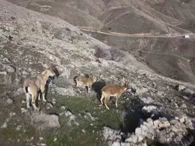 Elazığ’da dağ keçileri dron ile görüntülendi
