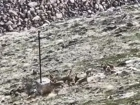 Elazığ’da dağ keçileri sürü halinde görüldü
