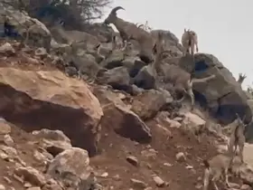 Elazığ’da dağ keçileri sürü halinde görüntülendi
