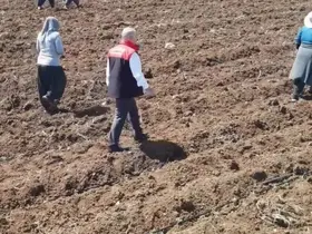 Elazığ’da domates üretiminde yeni sezon  başladı
