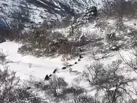 Elazığ’da domuz sürüsü görüldü
