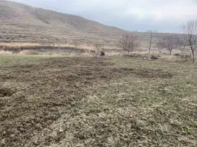 Elazığ’da domuzlar ekili 10 dönüm araziyi talan etti
