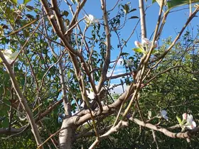 Elazığ’da elma ağacı çiçek açtı
