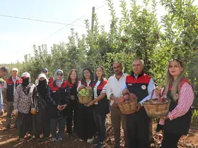 Elazığ’da elma hasadı
