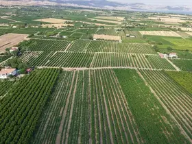 Elazığ’da erkenci üzüm hasadı başladı
